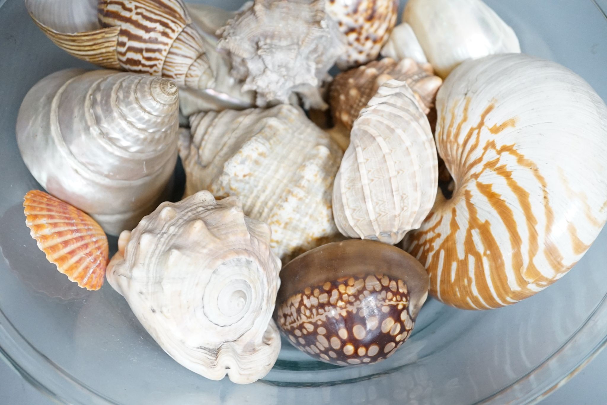 A collection of seashells, in a glass cream pail, 36cm diameter